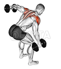 Thumbnail for the video of exercise: Dumbbell Bent Over Alternate Rear Delt Fly