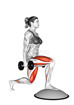 Thumbnail for the video of exercise: Dumbbell Split Squat ɲɛfɛ sen kɔrɔtalen ni Bosu Ball