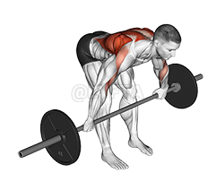Thumbnail for the video of exercise: Barbell Bent Over Wide Grip Row