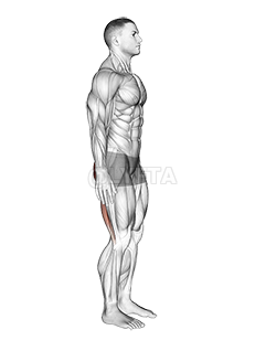 Thumbnail for the video of exercise: Standing Back Extension And Flexion