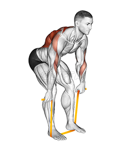 Thumbnail for the video of exercise: Resistance Band Bent Over Row