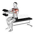 Thumbnail for the video of exercise: Dumbbell Seated Upright Alternate Squeeze Press