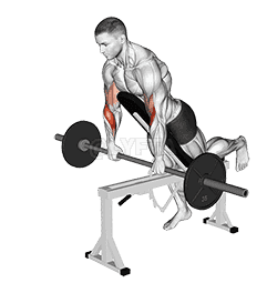 Thumbnail for the video of exercise: Barbell Incline Reverse grip Spider Curl with Chest Support