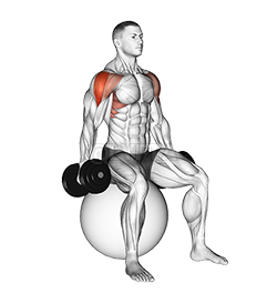 Thumbnail for the video of exercise: Dumbbell Seated Lateral Raise on Stability Ball