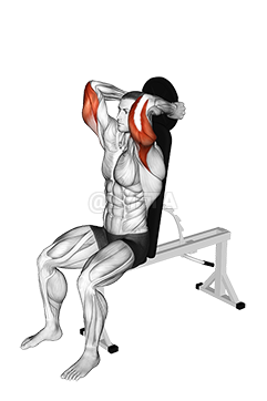 Thumbnail for the video of exercise: Weighted Seated Triceps Extension