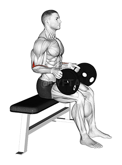 Thumbnail for the video of exercise: Weighted Seated Neutral Wrist Curl