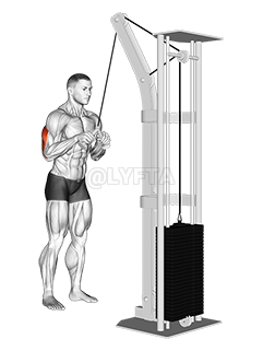 Thumbnail for the video of exercise: Cable Triceps Pushdown