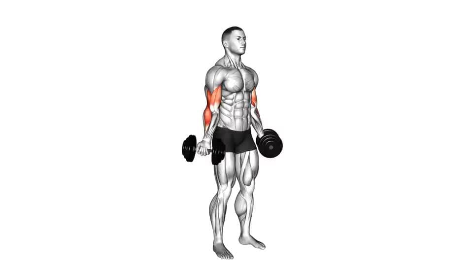 Thumbnail for the video of exercise: Curl bicipiti interni in piedi