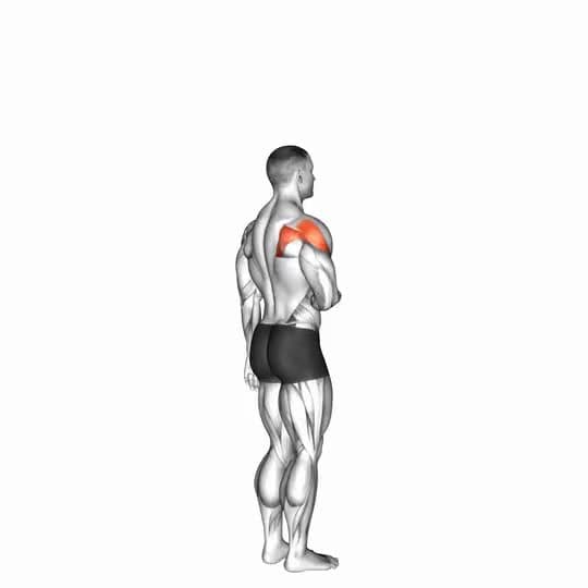 Thumbnail for the video of exercise: Shoulder - Lateral Rotation