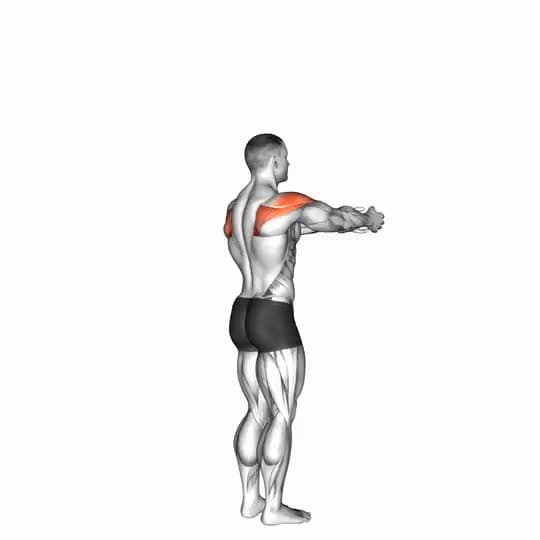 Thumbnail for the video of exercise: Shoulder - Transverse Abduction - Articulations