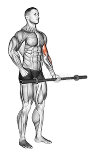 Barbell Alternate Biceps Curl demonstration