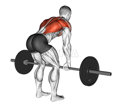 Image of Bent Over Row