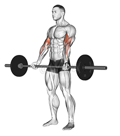 Image of Barbell Curl