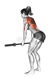 Barbell Narrow Row demonstration