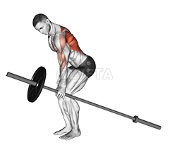 Barbell One Arm Bent over Row Video Guide Lyfta