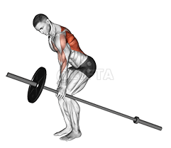 Thumbnail for the video of exercise: Barbell One Arm Bent over Row