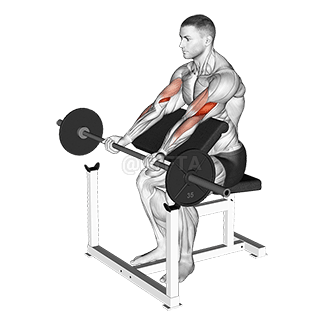 Image of Preacher Curl