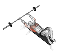 Image of Barbell Pullover