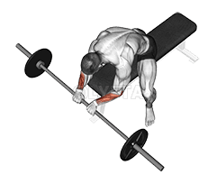 Reverse Wrist Curl