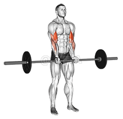 Barbell Standing Close Grip Curl demonstration