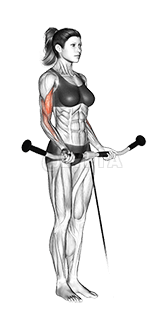 Cable Curl demonstration