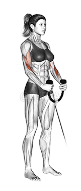 Cable Hammer Curl demonstration