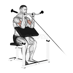 Cable Reverse Preacher Curl demonstration