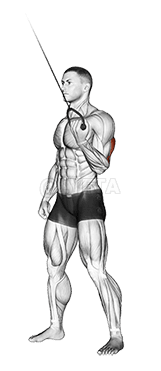 Cable Standing One Arm Triceps Extension demonstration