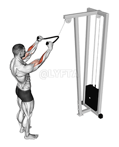 Cable Standing Pulldown demonstration