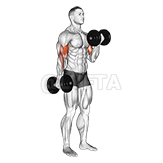 Image of Alternate Biceps Curl