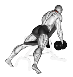 Dumbbell Decline Shrug demonstration