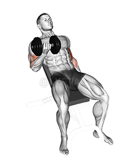 Dumbbell Incline Curl demonstration