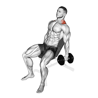 Dumbbell Incline Shrug demonstration