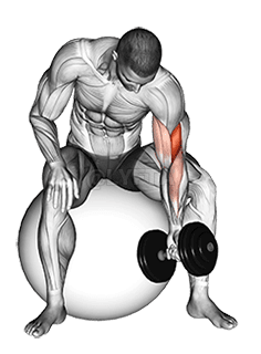 Dumbbell One Arm Concetration Curl demonstration