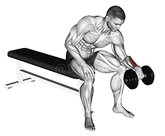 Dumbbell One arm Revers Wrist Curl demonstration