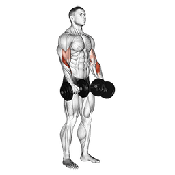 Revers grip Biceps Curl