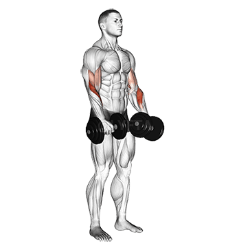 Revers grip Biceps Curl demonstration