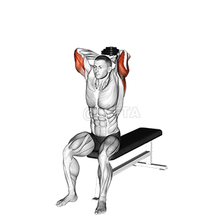 Seated Bench Extension demonstration