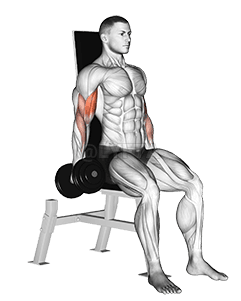 Dumbbell Seated Inner Biceps Curl demonstration