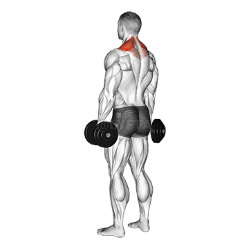 Image of Dumbbell Shrug