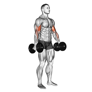 Dumbbell Standing Biceps Curl demonstration