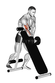 Dumbbell Standing One Arm Curl demonstration