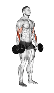 Image of Dumbbell Standing Reverse Curl