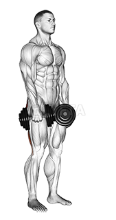 Image of Dumbbell Stiff Leg Deadlift