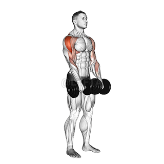 Image of Dumbbell Upright Row