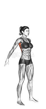 Dynamic Back Stretch demonstration