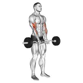 Close-grip Curl demonstration