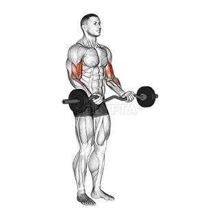 EZ Barbell Curl demonstration