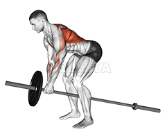 Lever Bent over Row