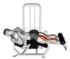 Lever Lying Leg Curl